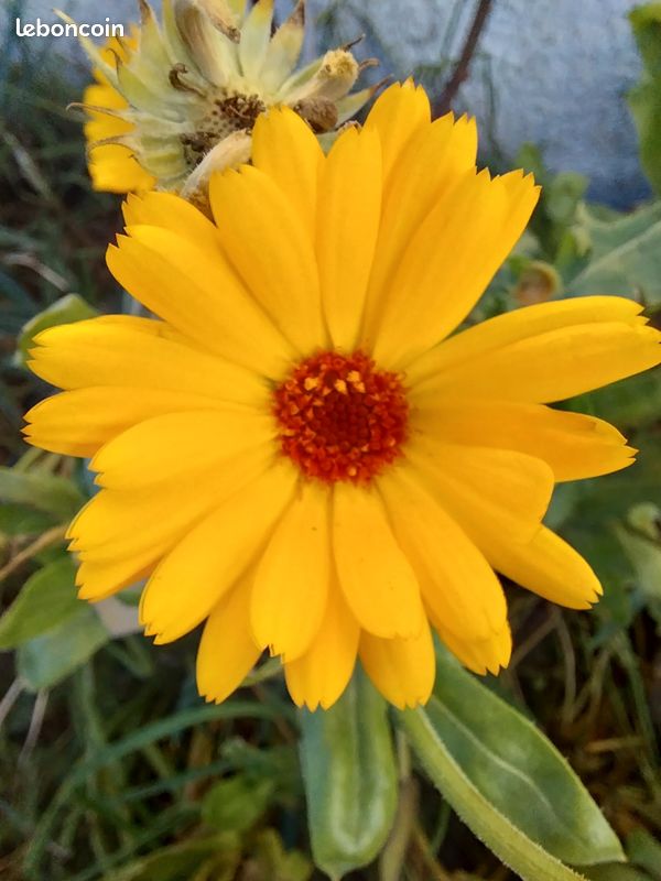 Échange au jardin (image 14)