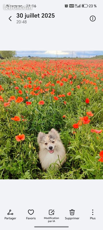 Saillie Spitz Pomchi jolies couleurs (image 1)