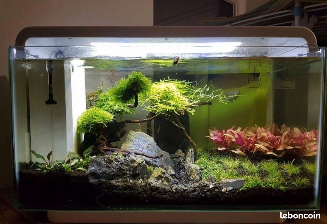 Aquarium superfish home 25 (image 9)