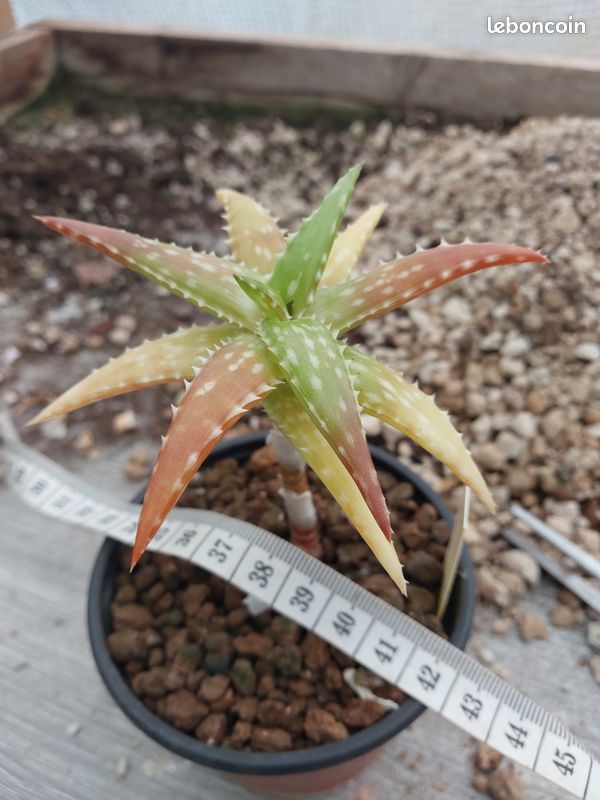 Aloe morijensis - Jardin & Plantes