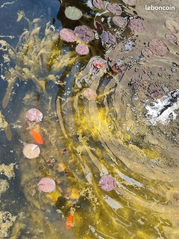 Échange nénuphar en pot contre poissons rouges (image 1)