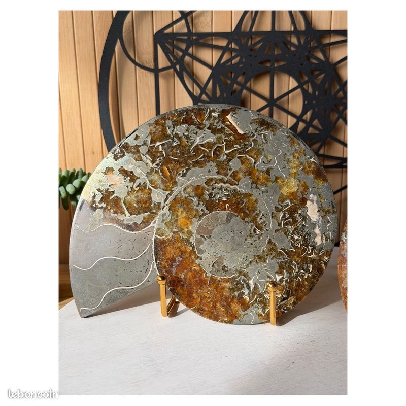 Ammonite (1.71kg) (image 2)