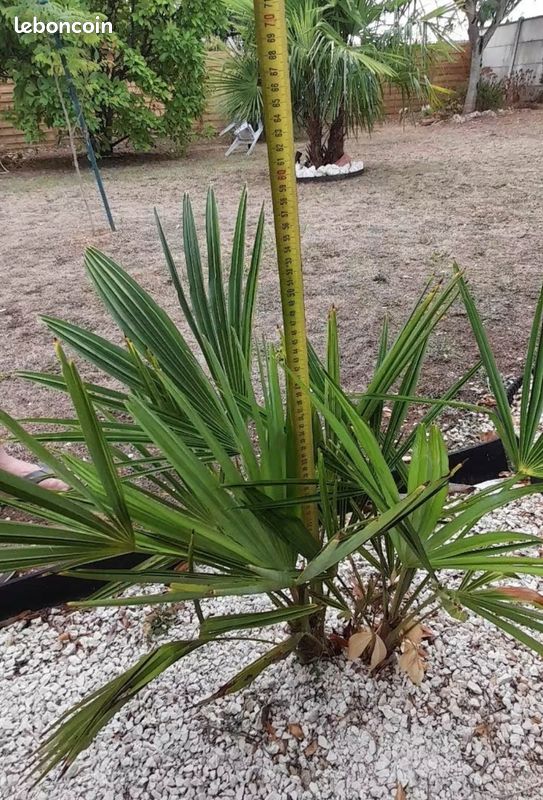 🌴 Palmier Chamaerops humilis (image 1)