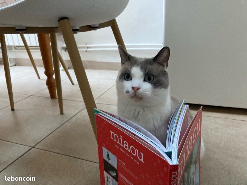 Livres miaou (2)😻 (image 8)