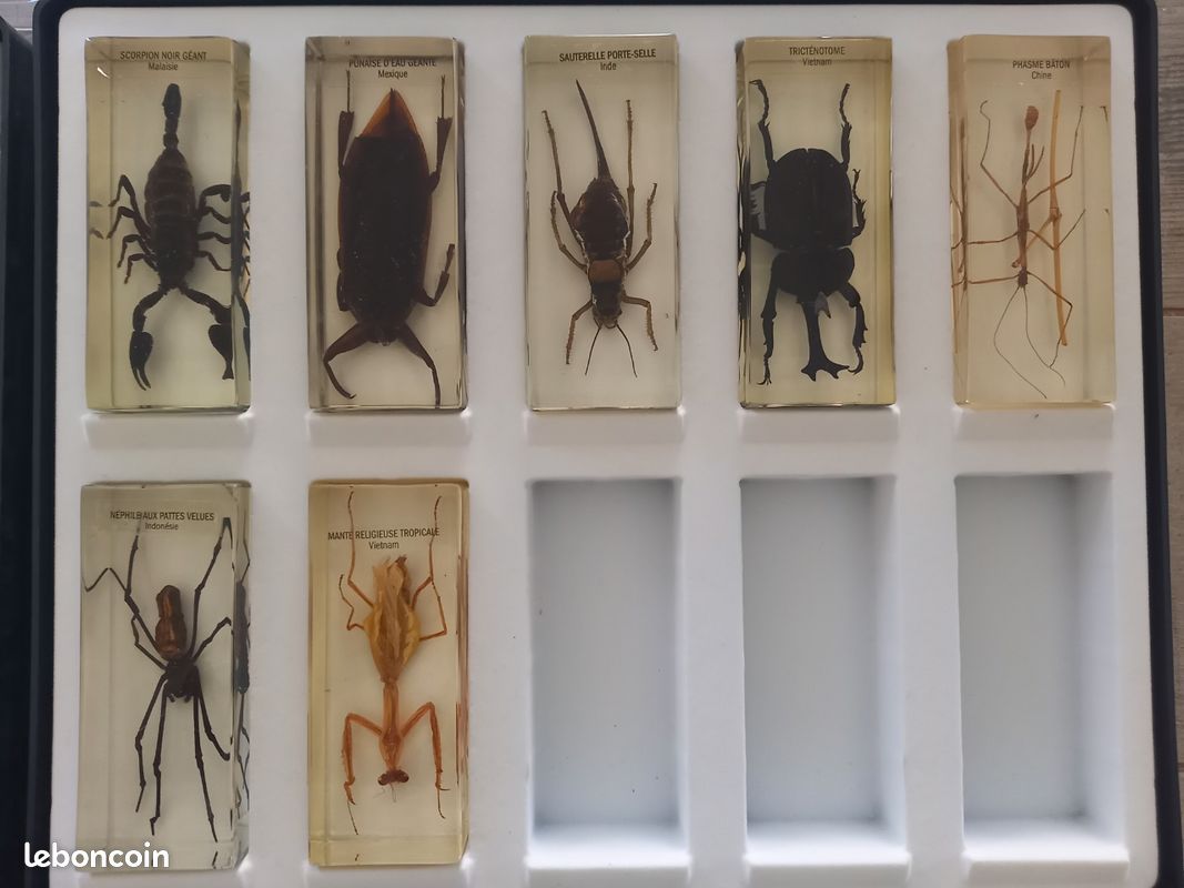ENTOMOLOGIE LOT COLLECTION Du Muséum Des Insectes Du Monde : Lot N°7