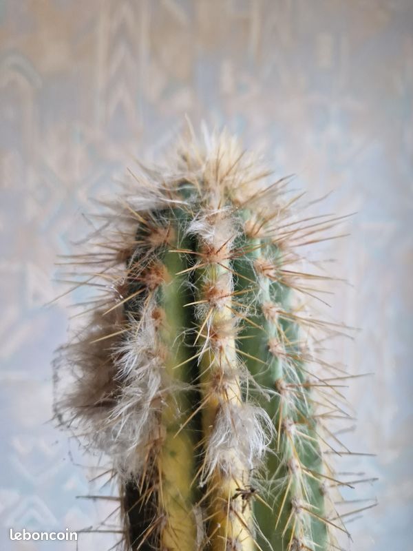 Cactus Colonne Déco Rayher 7.3x15cm - Plastique - Multicolore