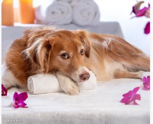 Formation Massage animalier – Détente et récupération pour chiens (H/F/X) (image 1)