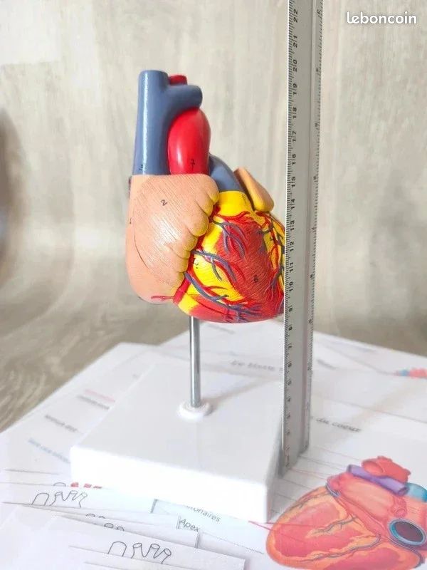 🫀Kit anatomie du coeur humain (image 4)