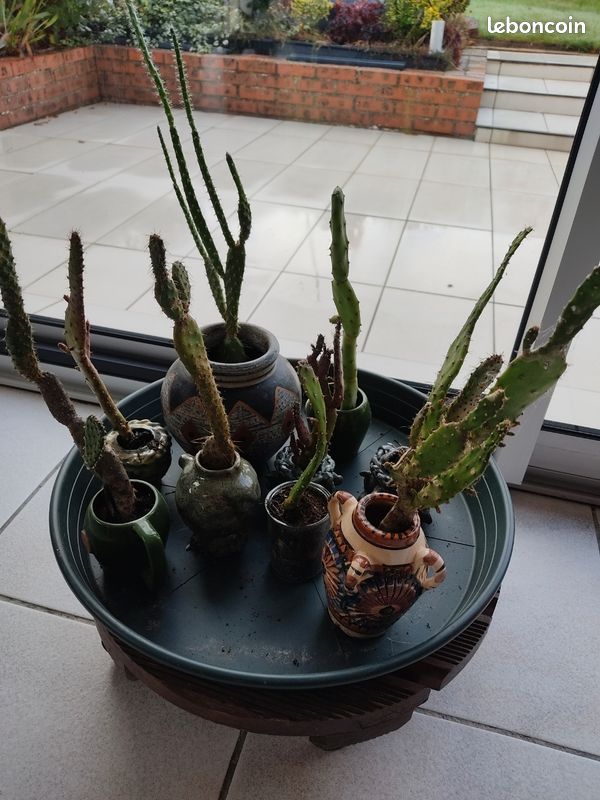 Cactus 🌵 (image 4)