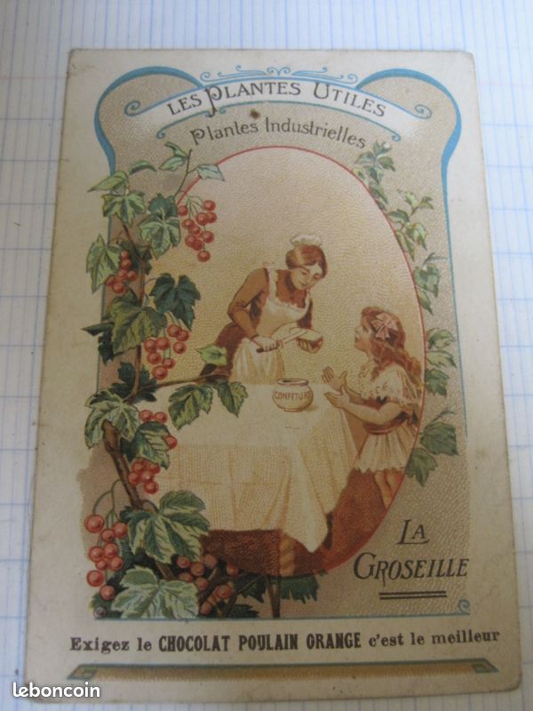 Ancienne image chromo les plantes utiles chocolat poulain orange (image 1)