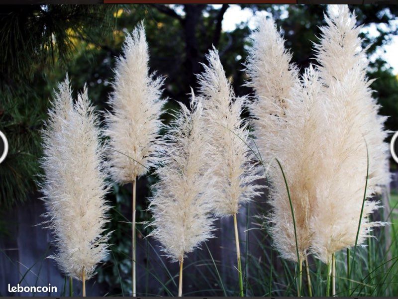Herbes de la pampa (image 3)
