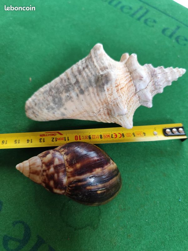 Coquillages (image 4)