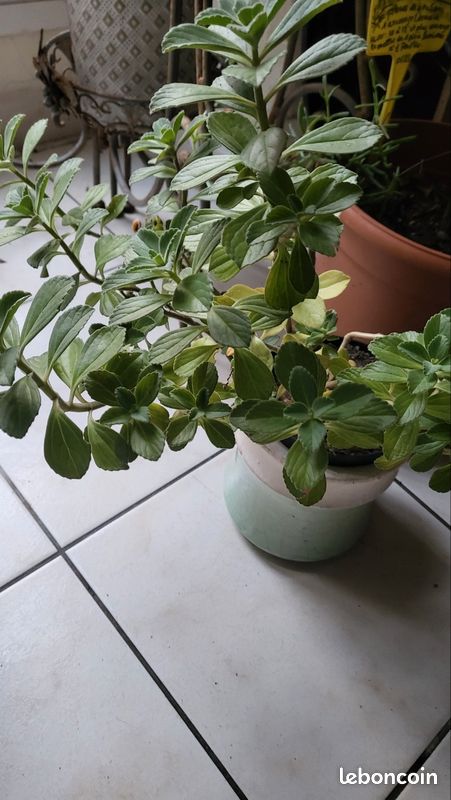 olivenbaum kaufen baumarkt XXL Olivenbaum 160-170cm kaufen  Green Me Up