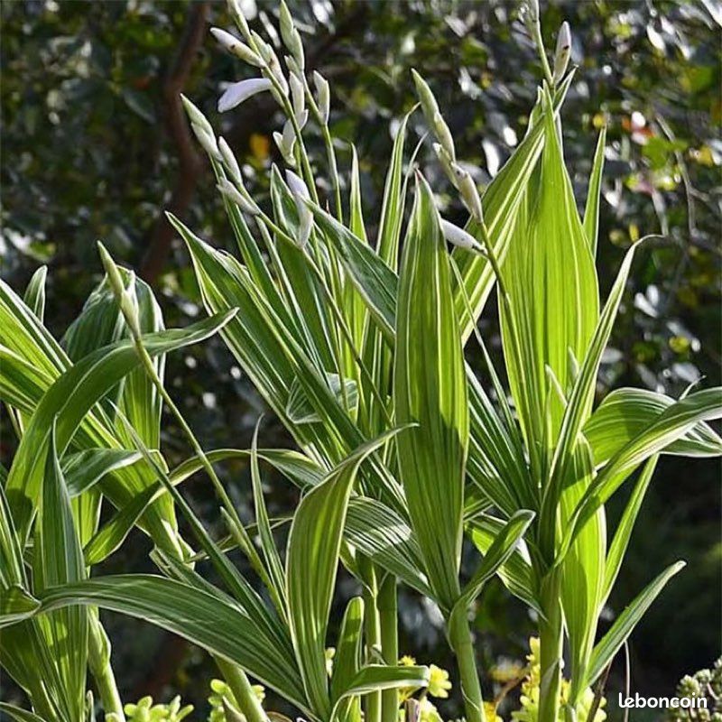 sommergetreide saatgut BIO Saatgut Getreide Sommerhafer – Biogartenladen