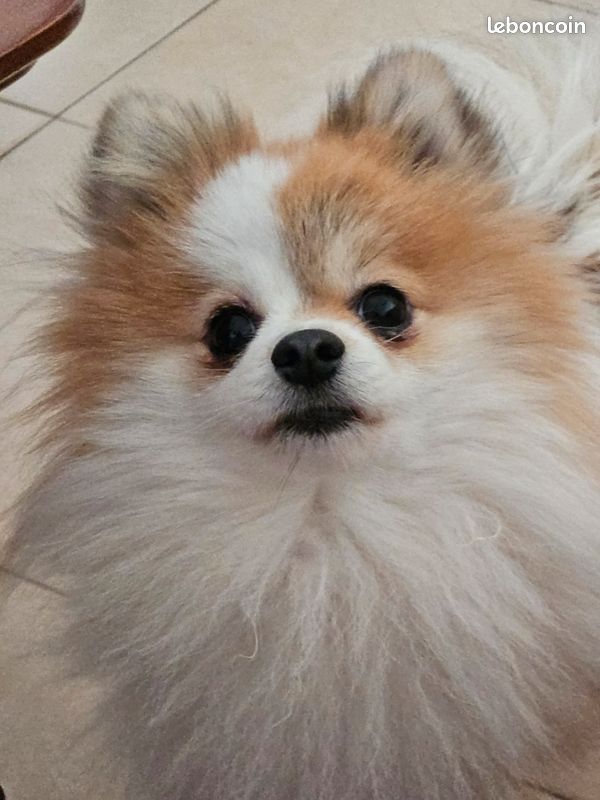 Saillie spitz nain (image 1)