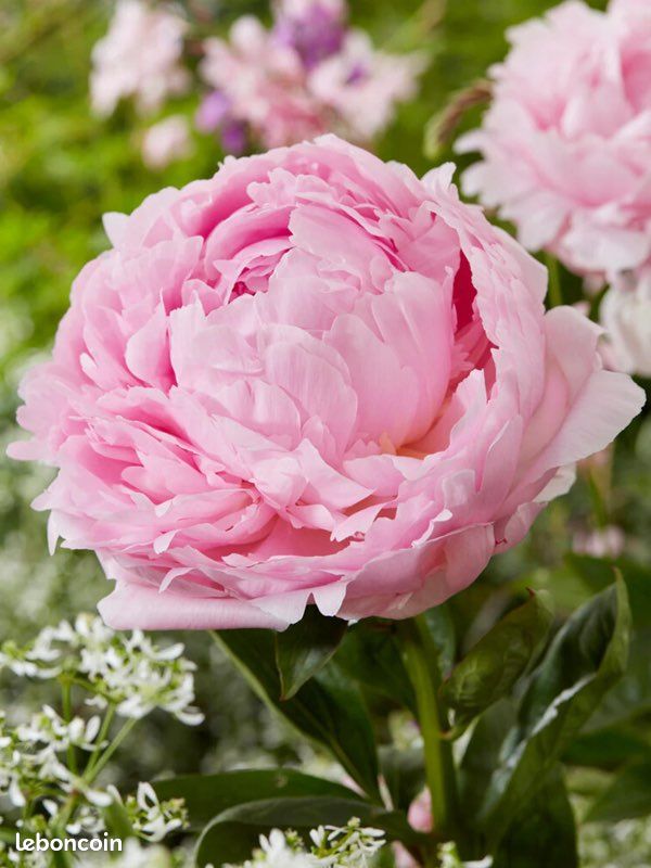 Box mystĂšre đž 25 bulbes de fleurs + 1 pivoine garantie â Box n°3 (image 1)