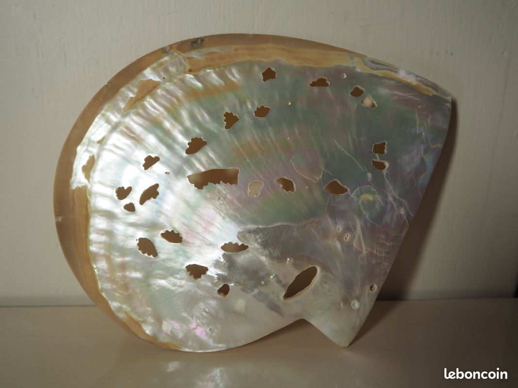 Coquillage De Mer Naturel – Artisanat Du Japon (pièce Unique, Légères Imperfections Naturelles)