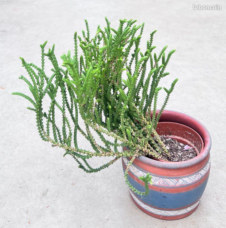 Crassula muscosa (image 1)