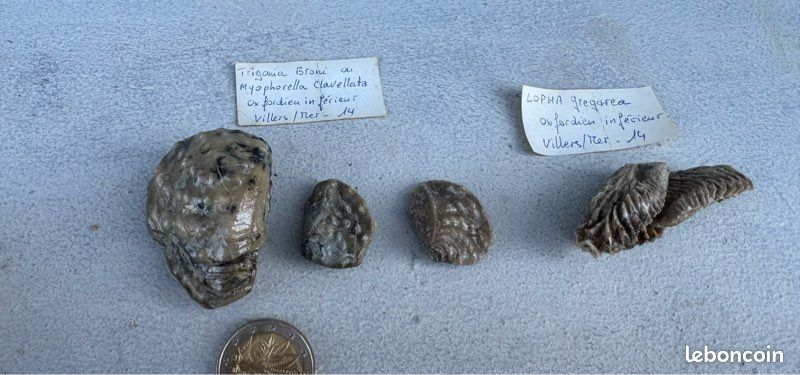 Fossiles TRIGONIA BRONI et LOPHA GREGAREA (image 6)