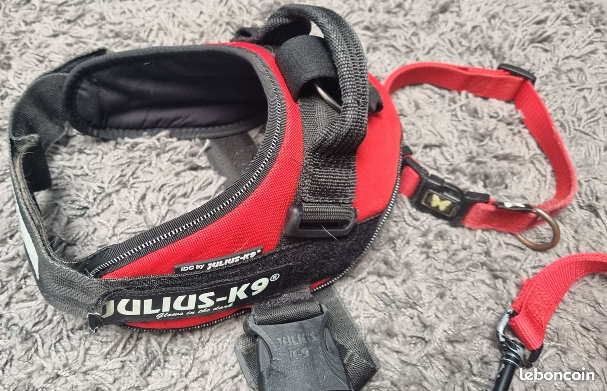 Harnais Julius K9 + collier + laisse Rouge jusqu'à 40 Kg (image 1)