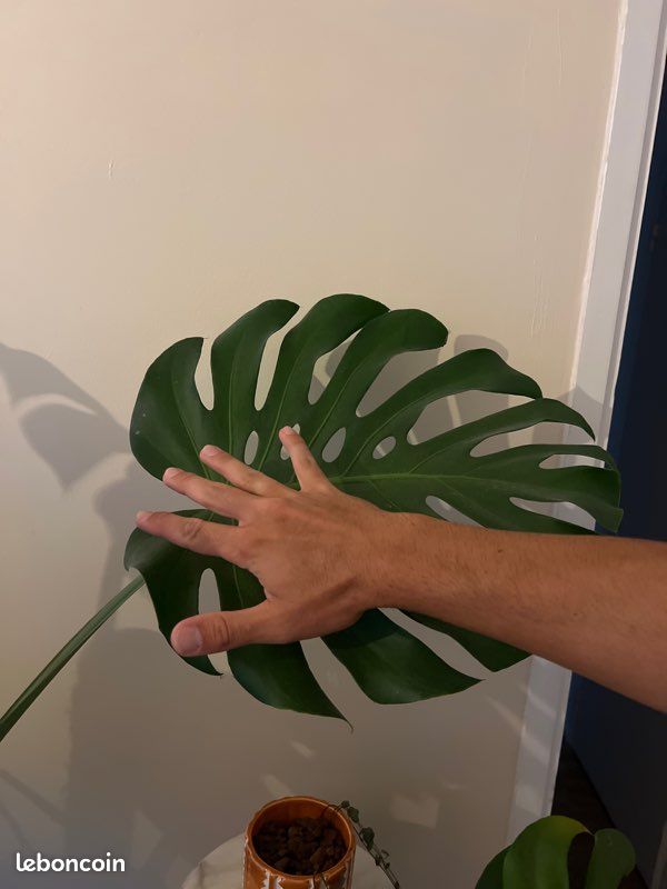 Monstera deliciosa xxl (image 8)