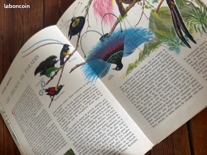 TBE - Pierre Probst auteur Caroline livre Le monde des oiseaux encyclopédie en couleurs Hachette (image 8)