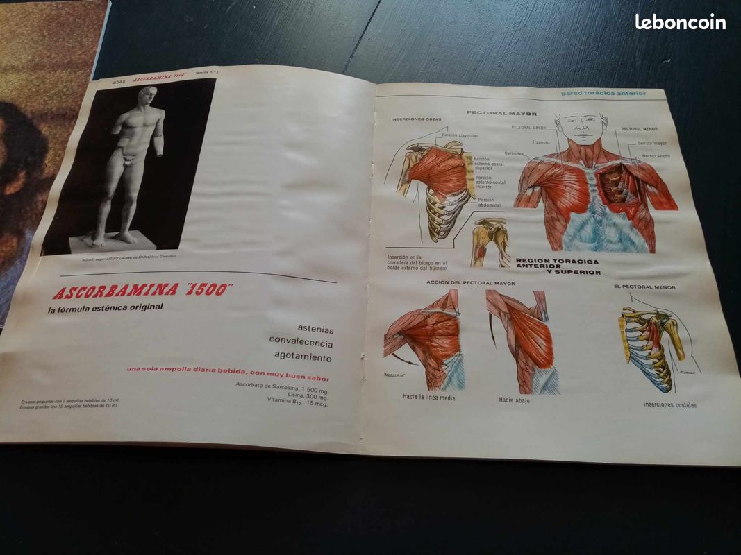 Atlas musculaire de l ascorbamine 1500 (image 10)