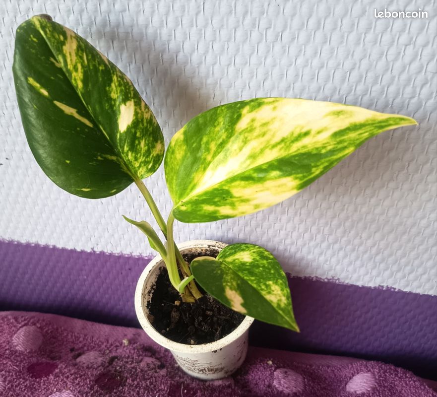 Pothos golden 7 (image 1)
