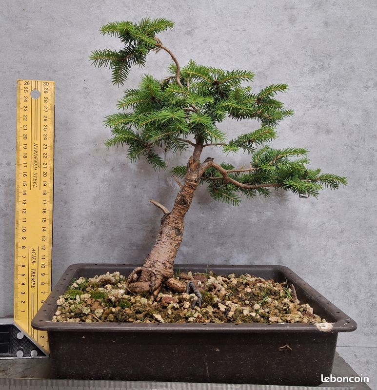 Bonsai Pica Omorika Nana - Jardin & Plantes