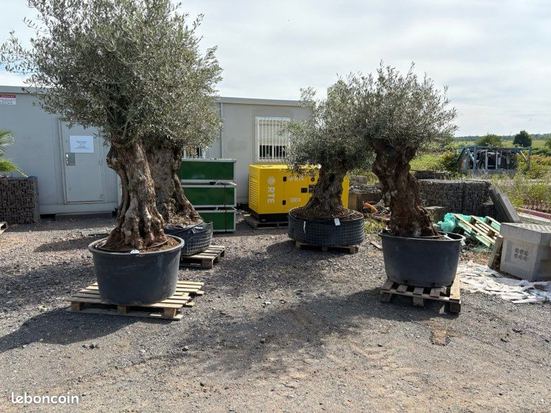 Oliviers Olea Europaea (image 2)