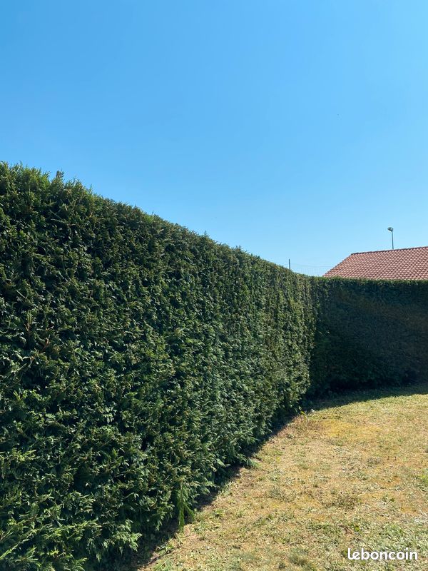Taille de haie (image 1)