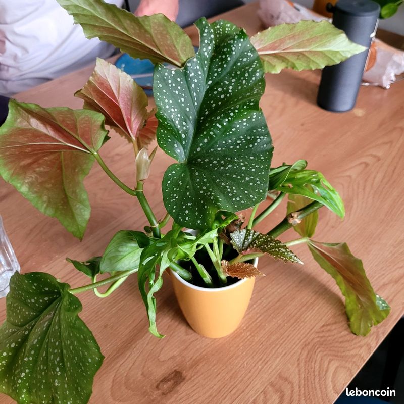 Boutures Plantes intérieures (image 4)