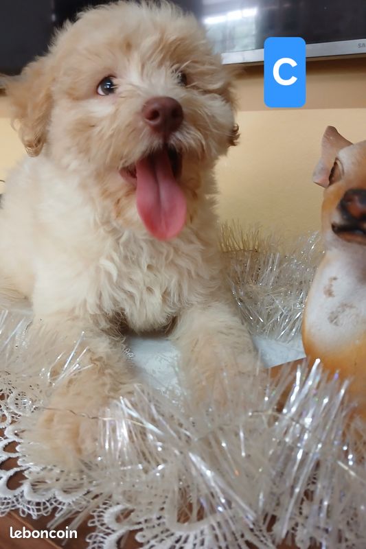 Chiots bichons craquants (image 2)