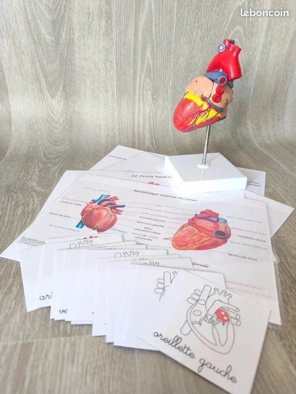 🫀Kit anatomie du coeur humain (image 3)
