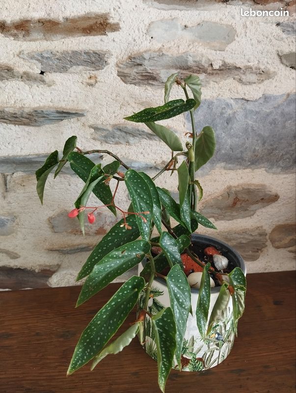 Plante intérieur bégonia bambou (image 2)