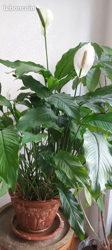Vends plante verte interieur avec fleurs blanches (image 3)