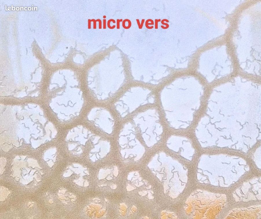 Nourriture micro vers (image 1)