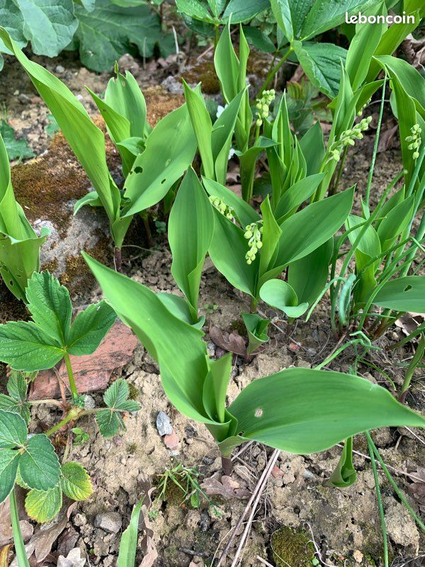 Muguet (image 4)
