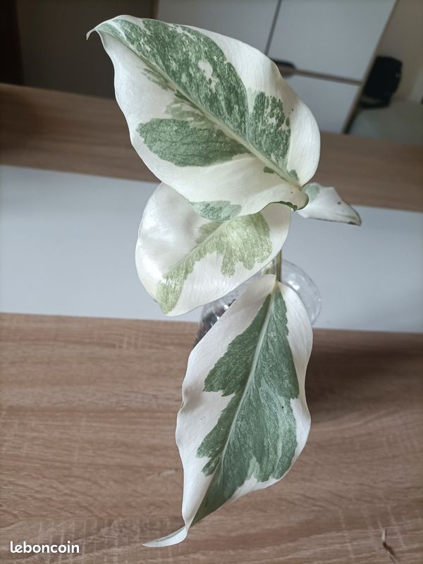 Monstera White ghost lava - Jardin & Plantes