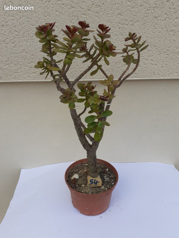 Plante grasse crassula bonsai 54 (image 1)