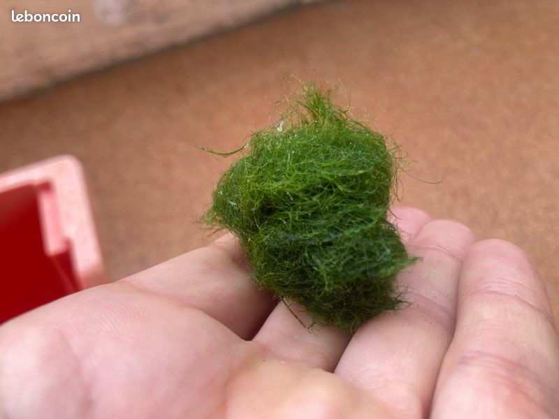 Vends echange boule cladophora (image 2)