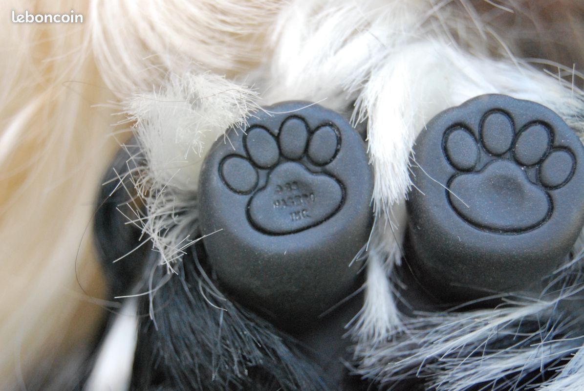Conjoined Paw Dog Paw Pads Connected Chiens Vintage à Coiffer