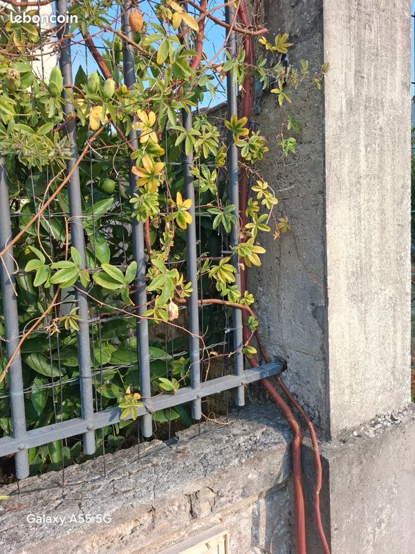 Plants de Passiflore (image 2)