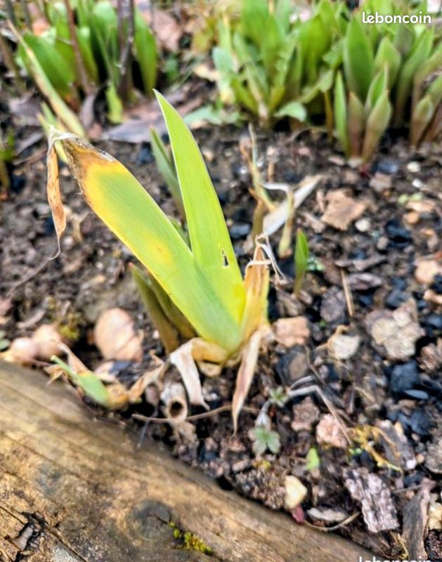 Fleur IRIS (image 6)