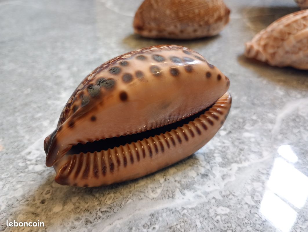 Coquillage porcelaine Mauritia Cypraea arabica de l'île Maurice. Parfait état (image 2)