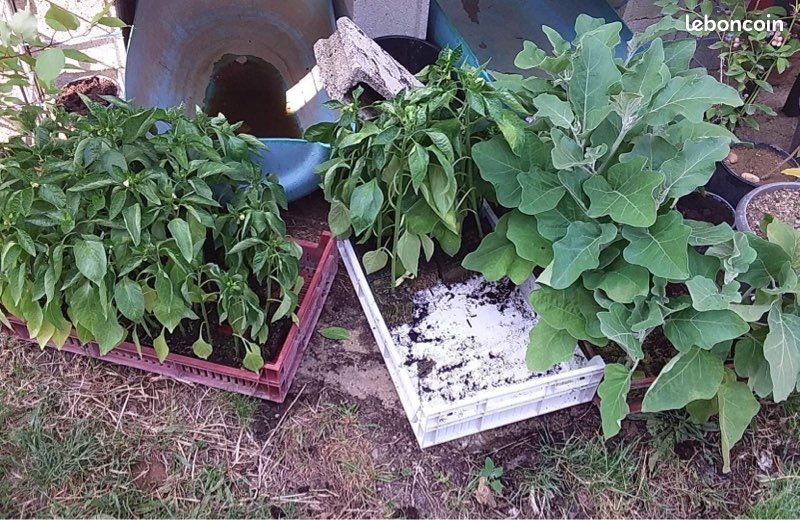 Plants de légumes (image 1)