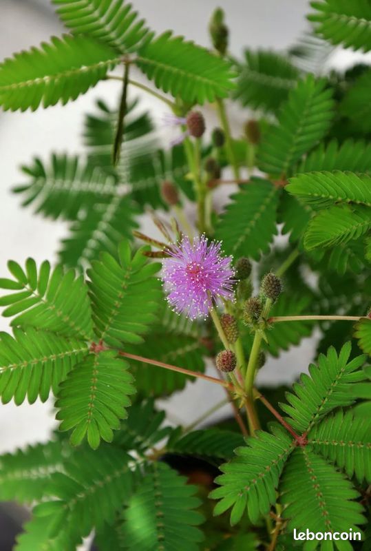 Graines d’Albizia et Mimosa (image 2)