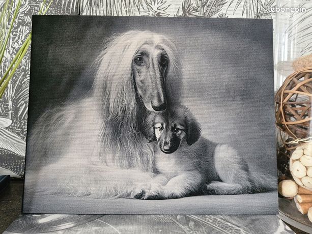 Tableau gravé chien afghan – Art mural unique Décoration
