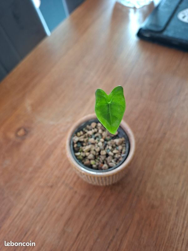 Bebe alocasia zebrina (image 1)