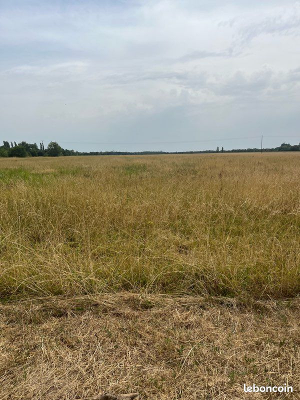 Foin sur pied (image 2)